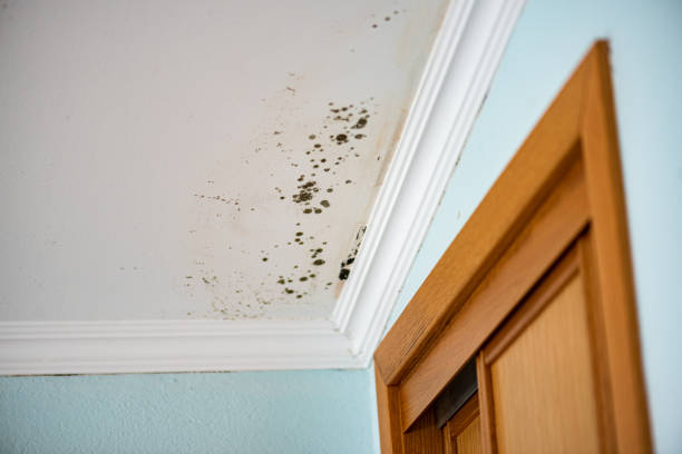 Best Certified Mold Removal  in Lenoir City, TN