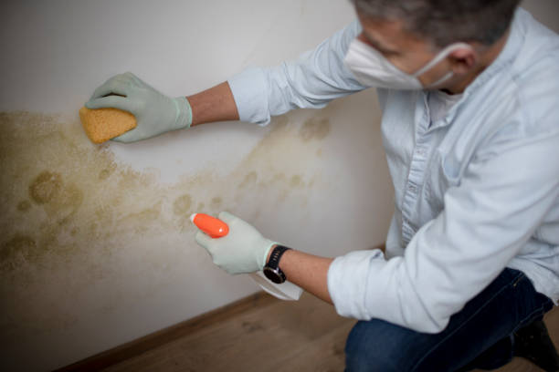 Best Residential Mold Removal  in Lenoir City, TN