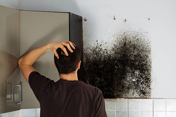 Best Attic Mold Removal  in Lenoir City, TN