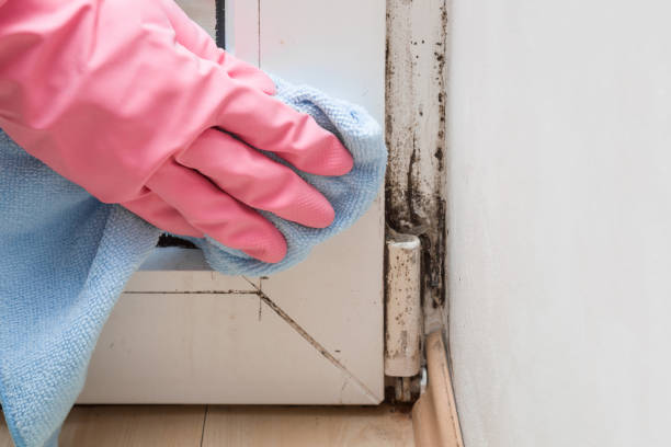 Best Mold Removal Process  in Lenoir City, TN